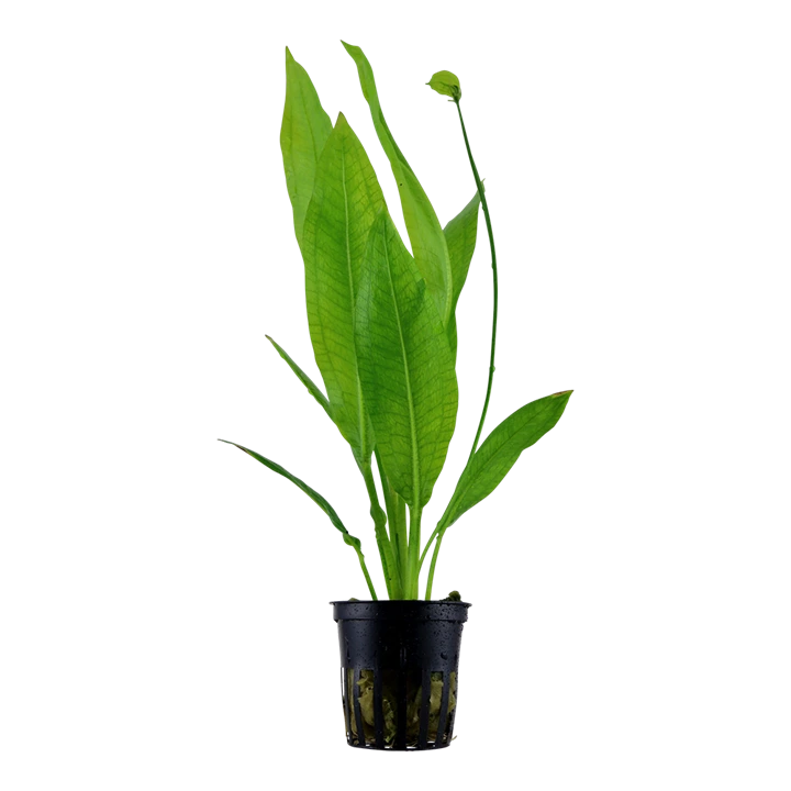 Tropica Akvarieplante i potte Echinodorus grisebachii (bleherae)